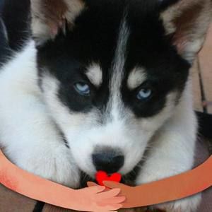 Meet your Posher, Sharon